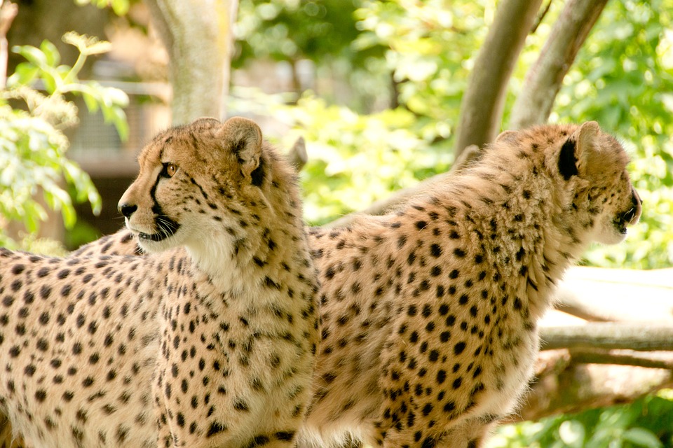 cheetah-kenya