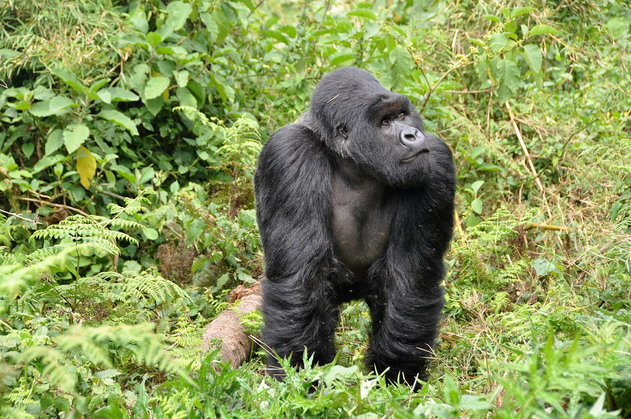 gorillas-silverback