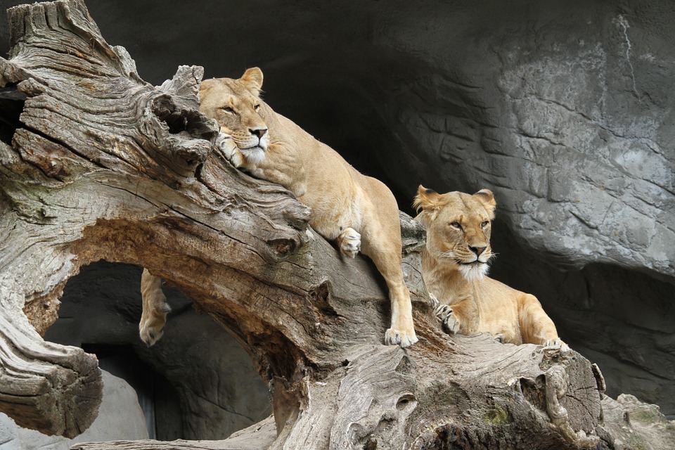 lion-serengeti