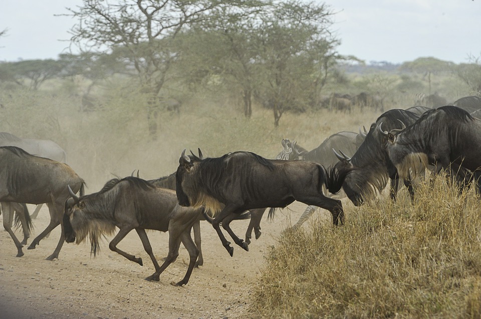 serengeti-wildebeests