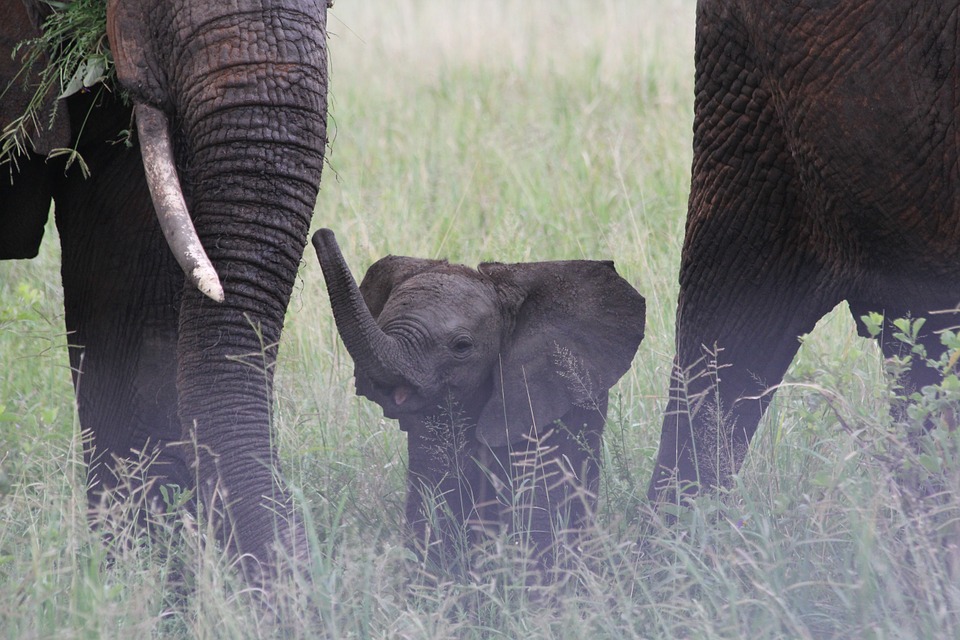 tarangire-baby-elephant