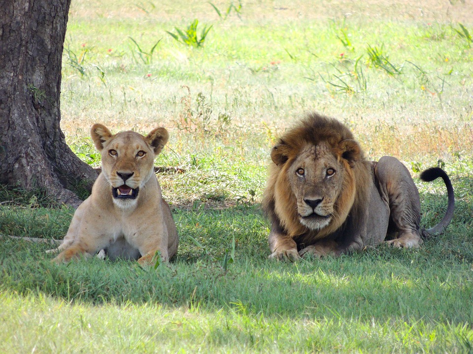 serengeti-lions