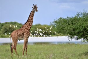 Giraffe Nairobi National Park