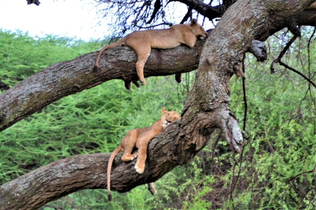 Lions Lake Manyara