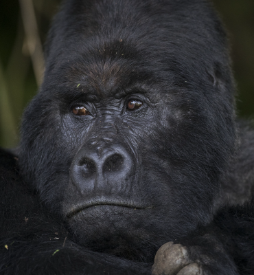 Gorilla Tracking in Bwindi Impenetrable Forest - 4 Days