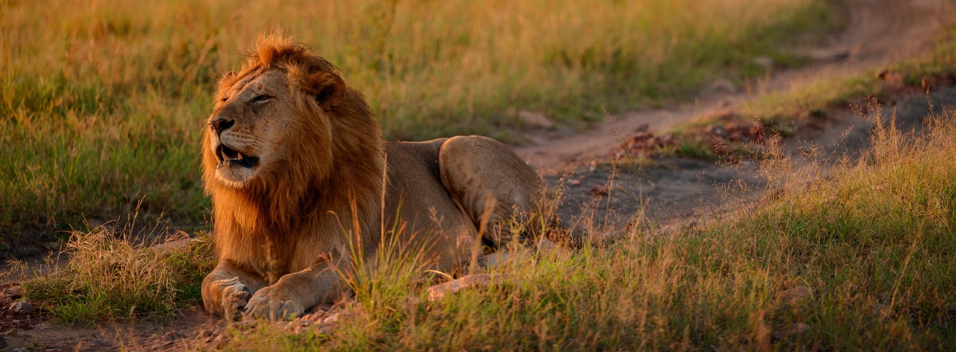 Masai Mara Savannah Safaris 3 Days