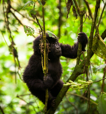 Uganda-National-Parks