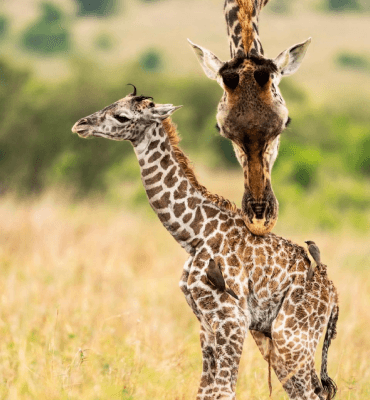 Photography-Africa-Savannah-Safaris