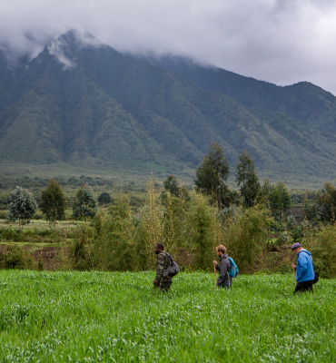 Gorilla and Golden Monkeys Tracking Safari