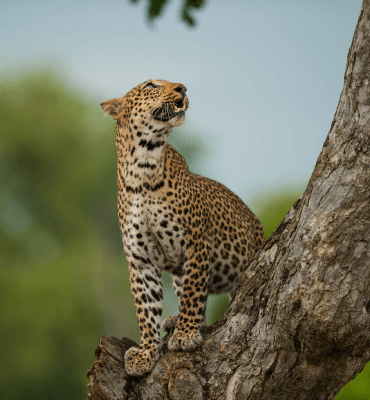 Air and Road Savannah Safaris