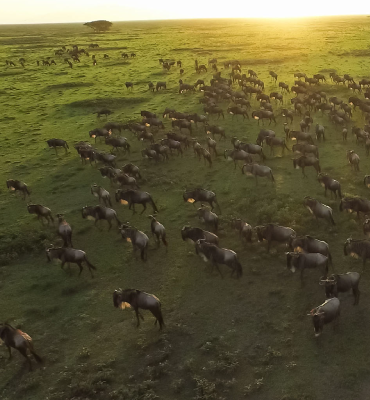 Tanzania-Deluxe-Safari