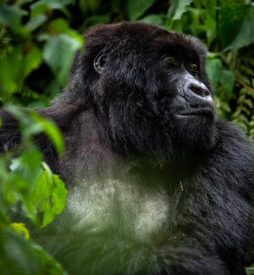 Chimpanzee trekking, Queen Elizabeth