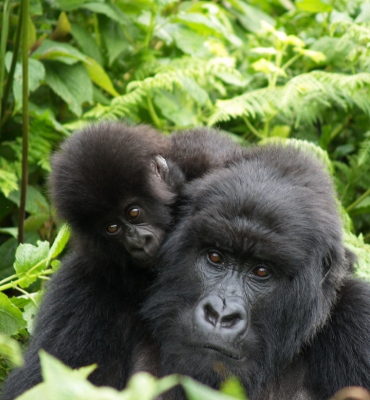 Uganda Gorilla Experience by Air