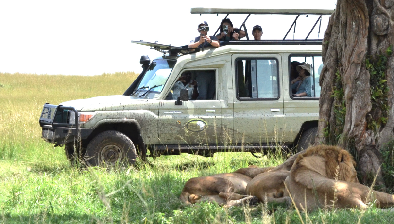 African Savannah Safari