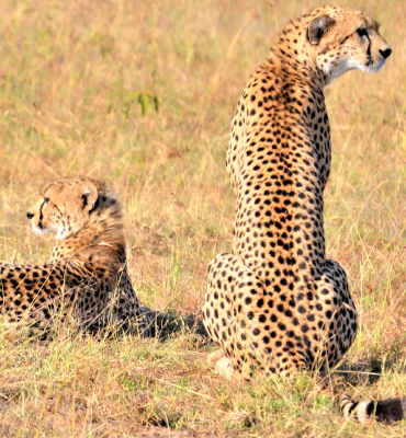 Kenya-Highlight-Savannah-Safari-3