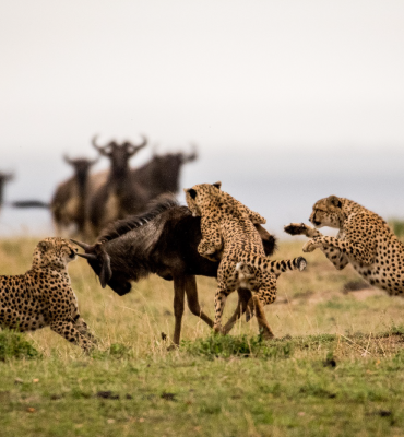 Northern-Tanzania-Cheetah-Safari