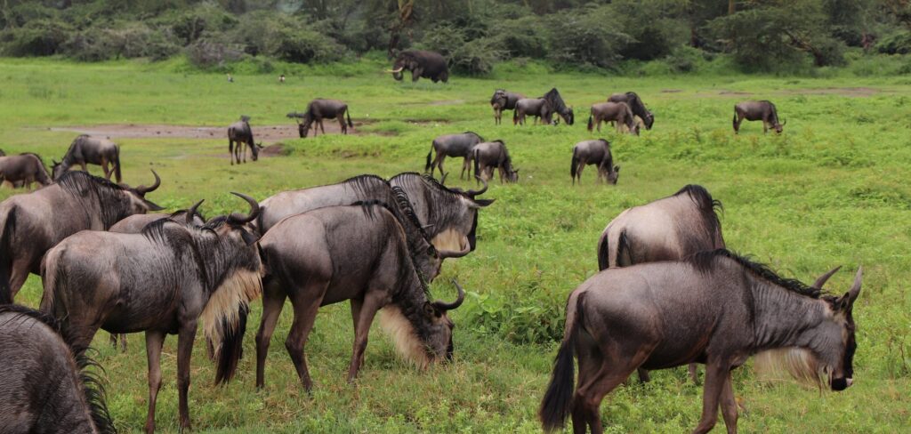 Tanzania Migration Safari