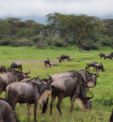 Tanzania-Savannah-Migration-Safari