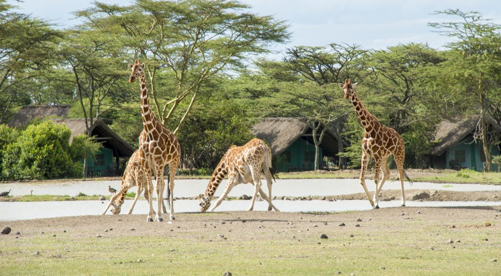 Ol Pejeta