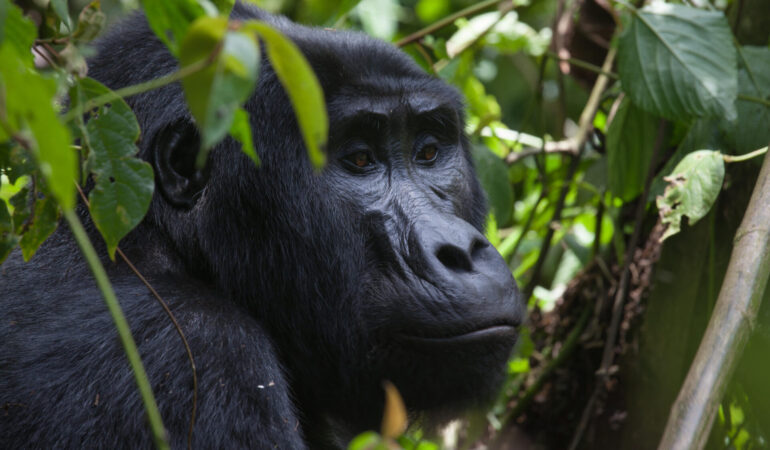 4 Days Rwanda gorilla trekking